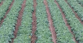 3-4 kg per head. Excellent quality. The cabbage field