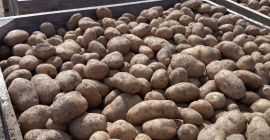 15 kg-os zacskókba csomagolt ehető burgonyát, könnyű földből származó