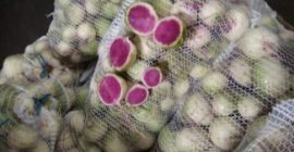 Украинская компания «Акцент-Таун» предлагает вашему вниманию белую редьку. Упаковка