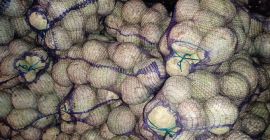 Az ukrán &quot;Accent-Town&quot; cég csiszolt zellergyökeret kínál. Csomagolás -