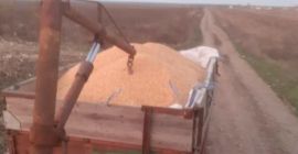 Grain producer sell corn grains 2020 clean / dry