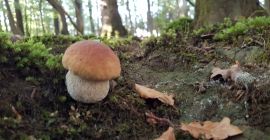 I offer dried mushrooms. Mushrooms harvested exclusively for personal