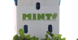 Fresh Mint