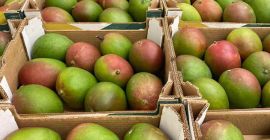 Ciao, ho un mango di seconda classe in vendita