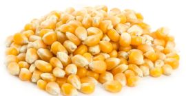 Жути кукуруз (кукуруз) за сточну храну.