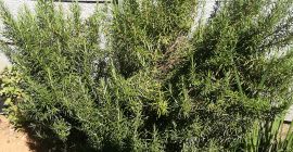 1kg of rosemary herb organically grown
