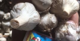 Продаја бели лук разреда 1-2. Чврста без труљења.