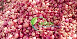 Questa è una cipolla biologica in Somalia. È puro,
