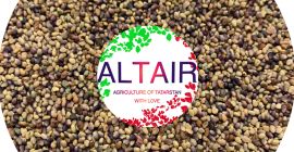 red clover high quality export product. Write to us