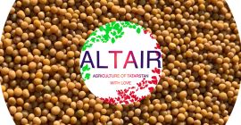 mustard. red clover high quality export product. Write to