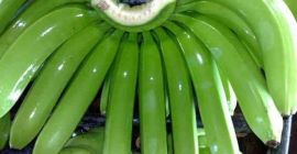 Wir verkaufen frische grüne Cavendish-Bananen. MOQ 1 x 40