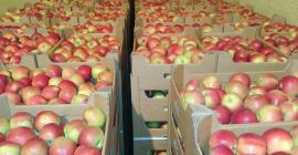 I will sell large quantities of apples of different
