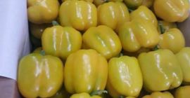 MCM Distributors, als größter Exporteur von Obst und Gemüse,