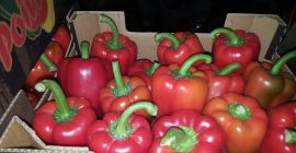 California Red Pepper zu verkaufen, Katze 1, 80+, 5
