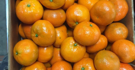 Продается NADORCOTT, размер 2-3-4, картон 10 кг, кат.1, происхождение: