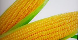 Кукуруз на продају, 0,80 €. На продају кукуруз 0,80