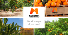 Preordina le arance Valencia dal sole Skala Laconia, la