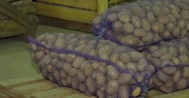 Sortierte Kartoffeln 80 g - 1 kg Vineta-Kartoffel -