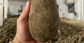 Yam to jadalna bulwa, o twardej skórze i brązowej