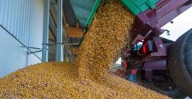 Продајем зрна кукуруза. количина 1000 тона. локација Бихор, Румунија.