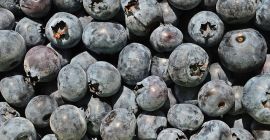 Nagy mennyiségben eladom az amerikai áfonyát. Származási ország: Spanyolország,