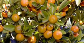 Продам мандарины оптом. Страна происхождения: Испания, Марокко, Греция. Электронная