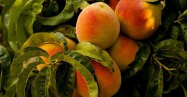 Venderò pesche all&#39;ingrosso. Paese di origine: Spagna, Marocco, Grecia.