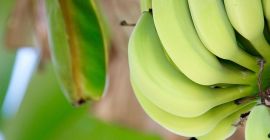 Ecuadorból származó banánt ömlesztve árusítok. E-mail: Info@agriazula.es, tel: +34