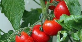 I will sell tomatoes in bulk. Country of origin: