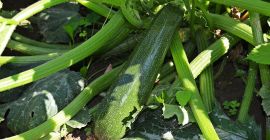 Cukkínát árusítok, nagykereskedelmi mennyiségben. Származási ország: Spanyolország, Marokkó, Hollandia.