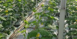 Здравствуйте, мы производитель тепличных молотых огурцов.