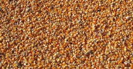 Продајемо крмни кукуруз сопствене производње, берба 2020. у количини