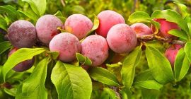 Продам сливы из Испании, оптом. Электронная почта: Info@agriazula.es, тел