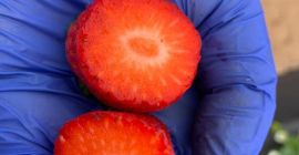 Египетският производител на замразени ягоди ще продава големи количества