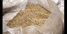Мы продаем хорошие органические и обычные соевые бобы из