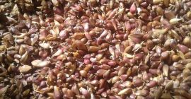 ODNOSUBKA (monocotiledon, odnodobok) semințe de elită de usturoi de