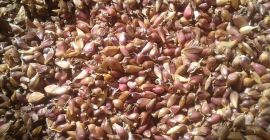 Semi di aglio (AIR) della varietà &quot;SOFIEVSKY&quot; Capacità germinativa