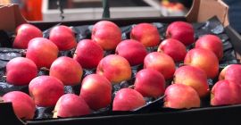 Продам яблоки, фуры от КА, свежие от Golden Delicious,