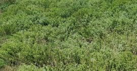 Oregano ist ein großartiges antibakterielles Mittel. Es enthält Phytonährstoffe
