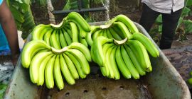 Cavendish Banana Größe -11 bis 18 cm. Fruchtfleisch bis