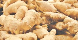 Fresh Ginger ready for export. Please contact me on