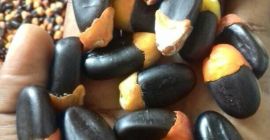 we have all kinds of exotic tropical seeds bubinga