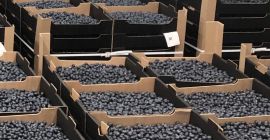 Legfeljebb 300 tonna áfonya áll rendelkezésre 2021 nyarán. Romániában