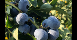 Până la 300 de tone de afine disponibile în