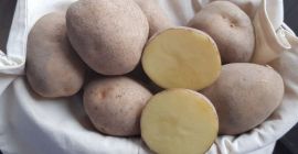 I will sell very tasty yellow potatoes, Vineta and