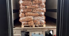 White and red potatoes, 1000t very good quality. We