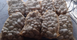 Masuria potatoes