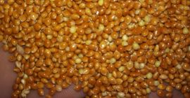 Yellow millet 100 tons and red 50 tons in
