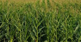Red corn, year of production 2020. 15 tons, 1