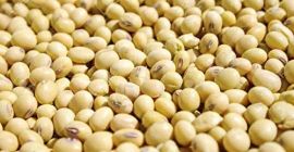 We are EKTOSAM MULTIPURPOSE COMPANY LTD, Our organic Agro